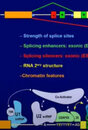 El estudio del ARN mensajero y el empalme alternativo a la terapia antisentido.jpg.jpg